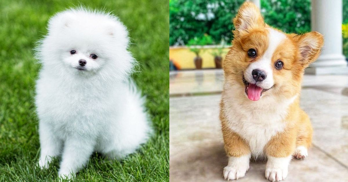 30 Adorable Dog Breeds That Will Melt Your Heart