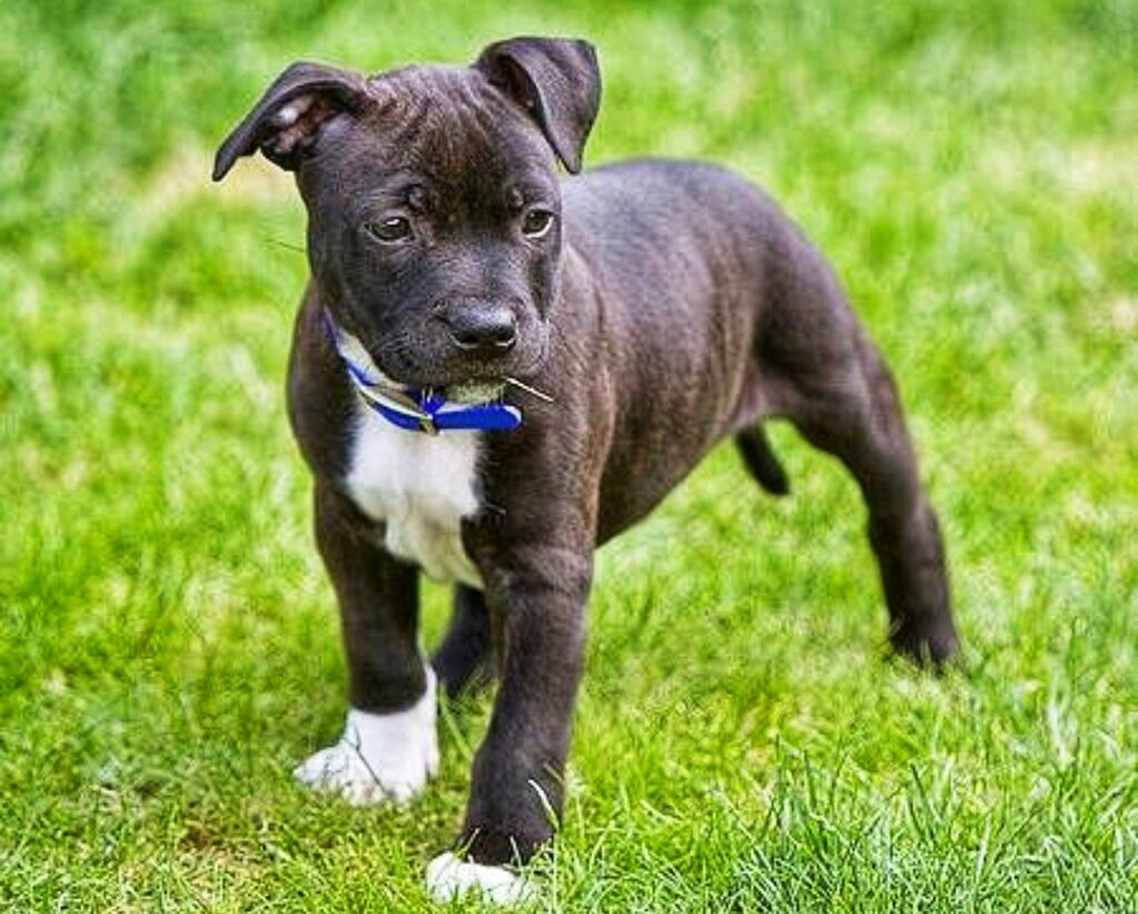 American Staffordshire Terrier