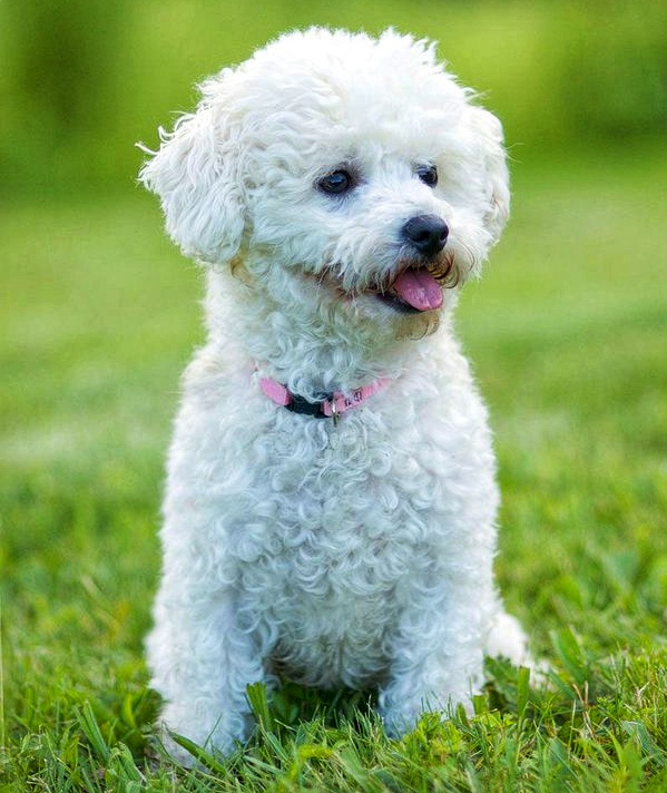 Bichon Frise
