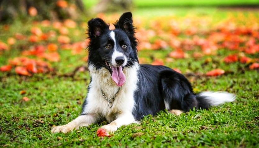 Border Collie