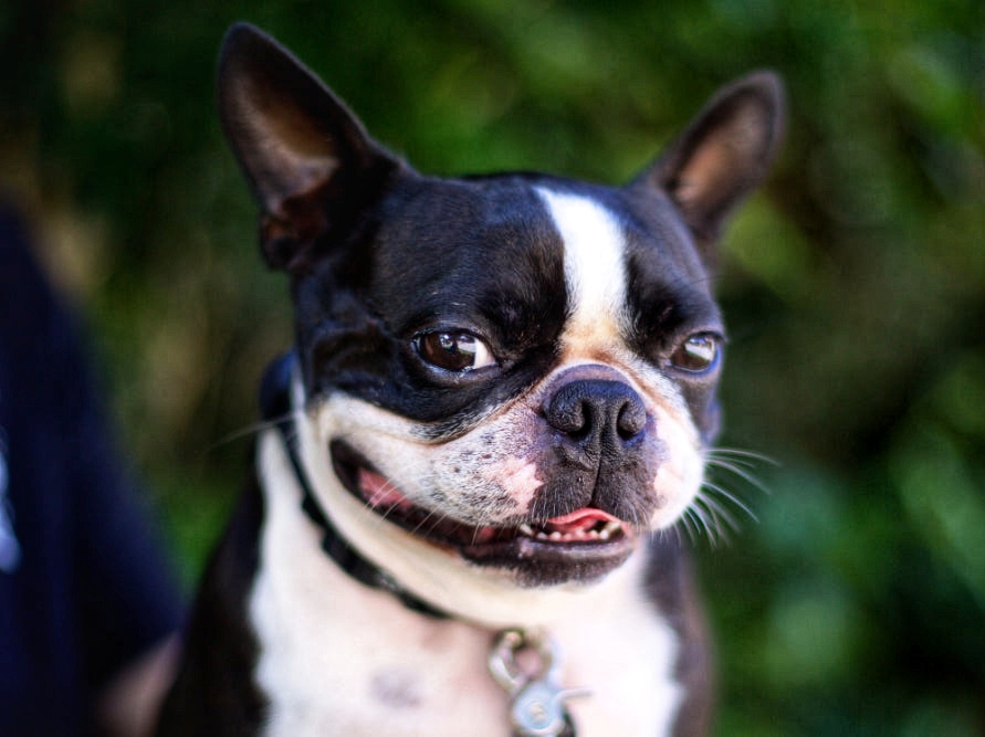 Boston Terrier
