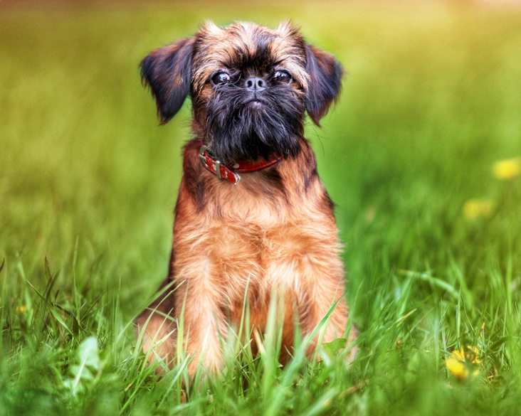 Brussels Griffon