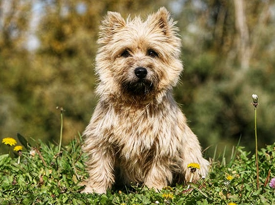 Cairn Terrier