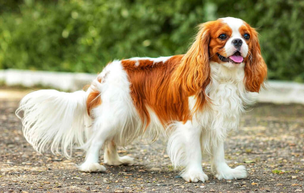 Cavalier King Charles Spaniel