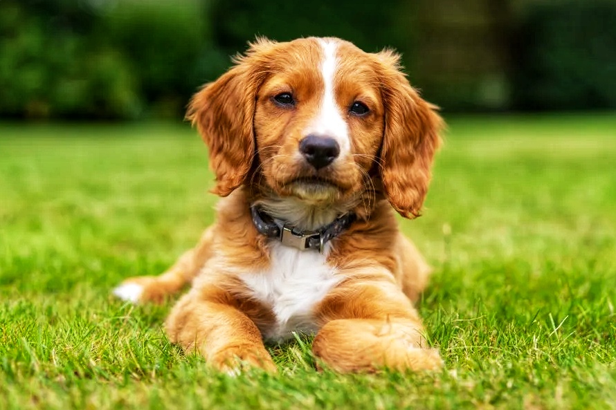 Cocker Spaniel