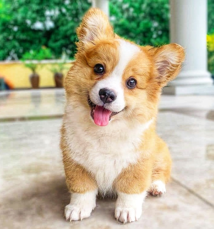 Corgi