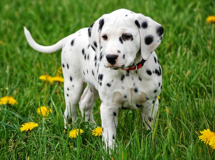 Dalmatian
