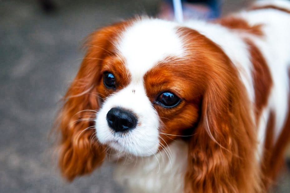 English Toy Spaniel 25