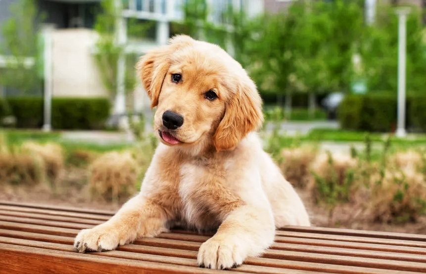 Golden Retriever