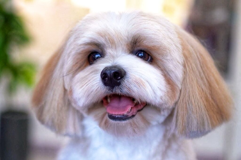 Lhasa Apso 684