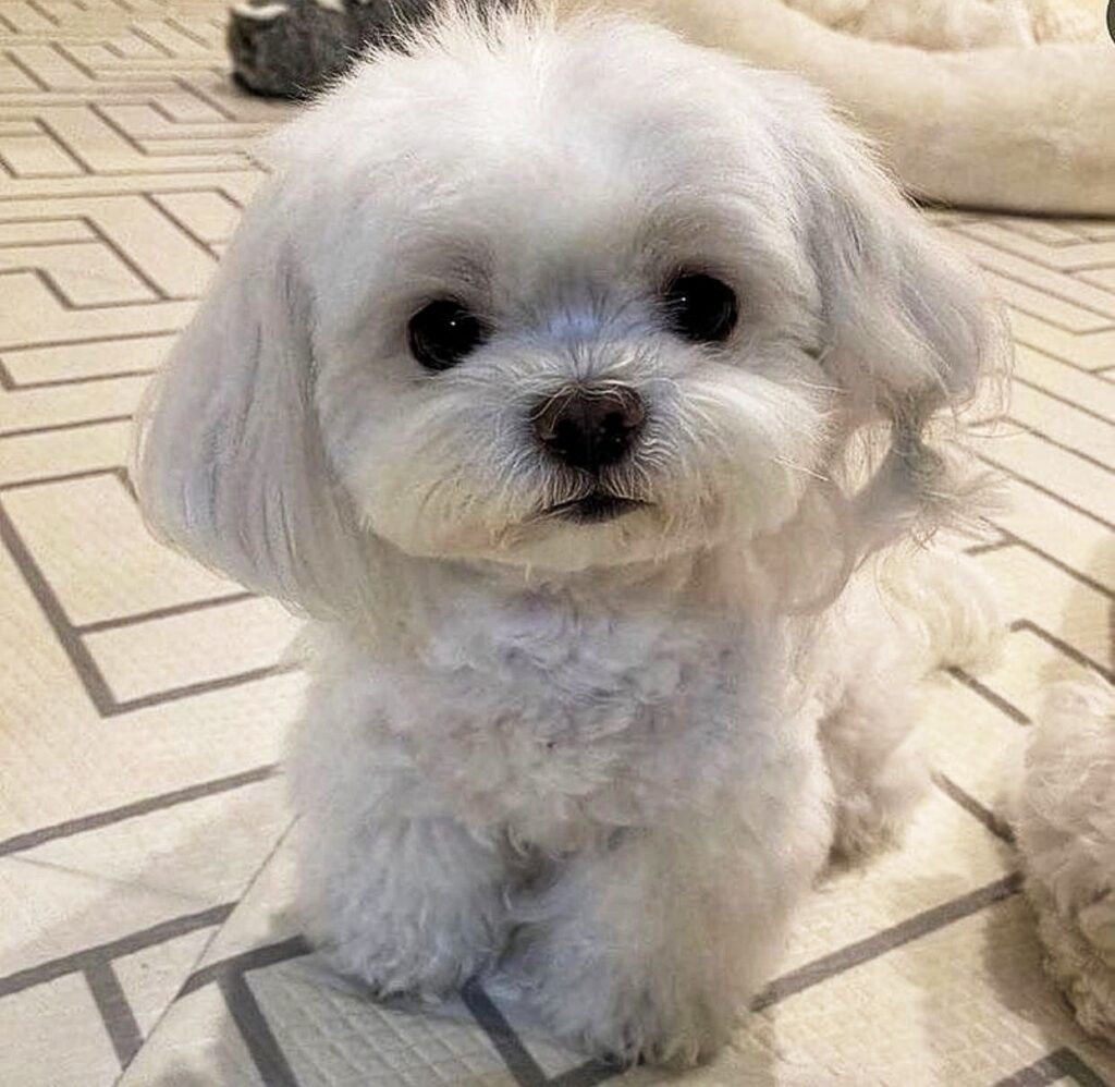 Maltese