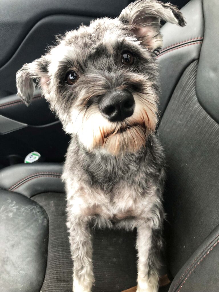 Miniature Schnauzer 89