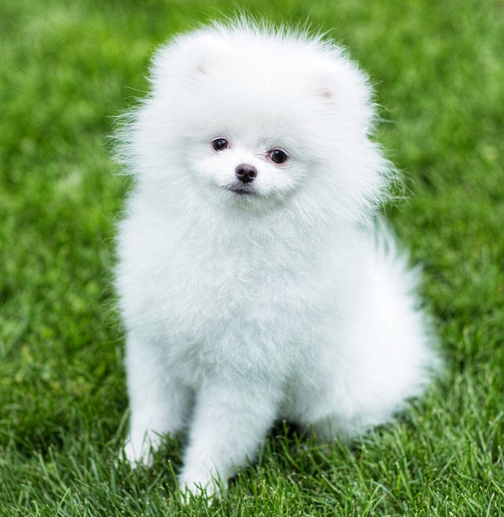 30 Adorable Dog Breeds That Will Melt Your Heart