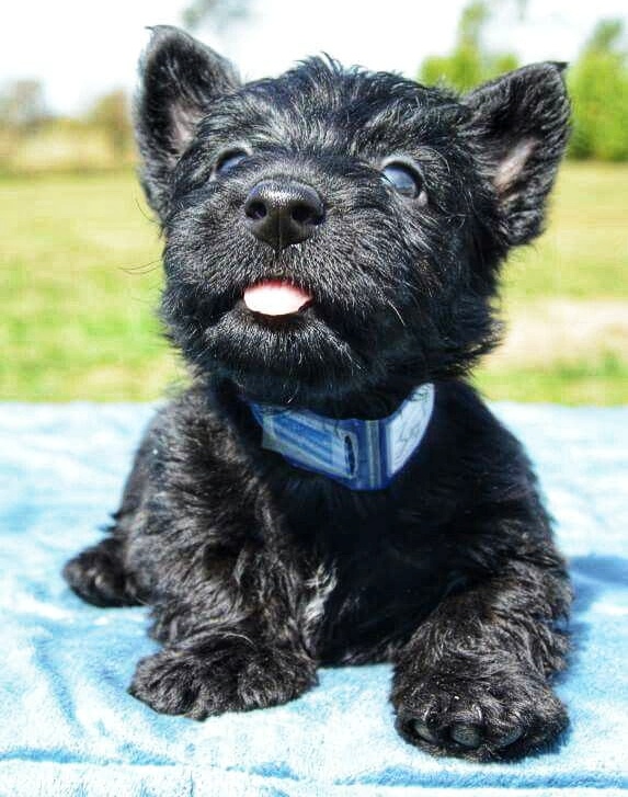 Scottish Terrier