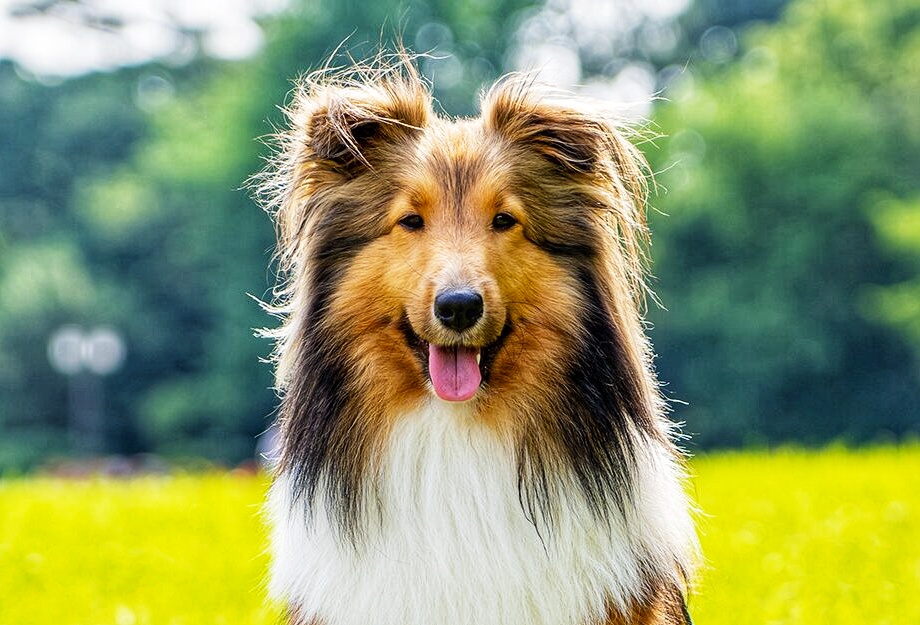 Shetland Sheepdog