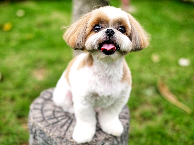 Shih Tzu 675