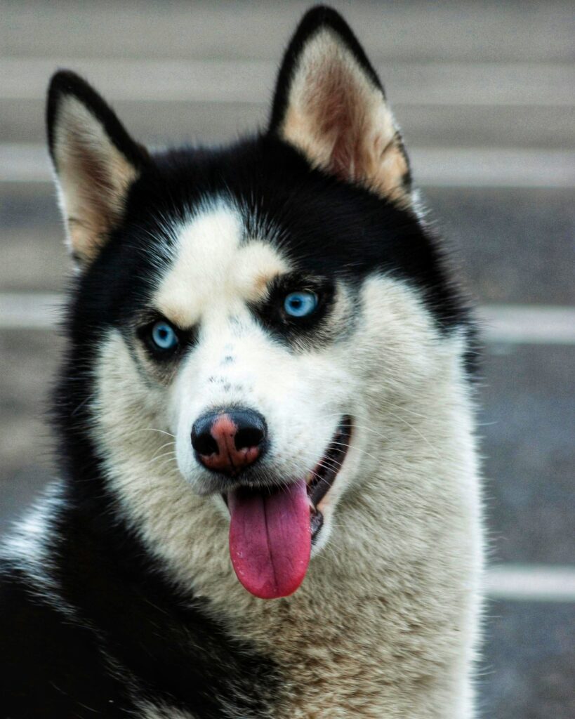 Siberian Husky