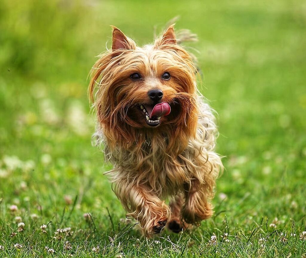 Silky Terrier