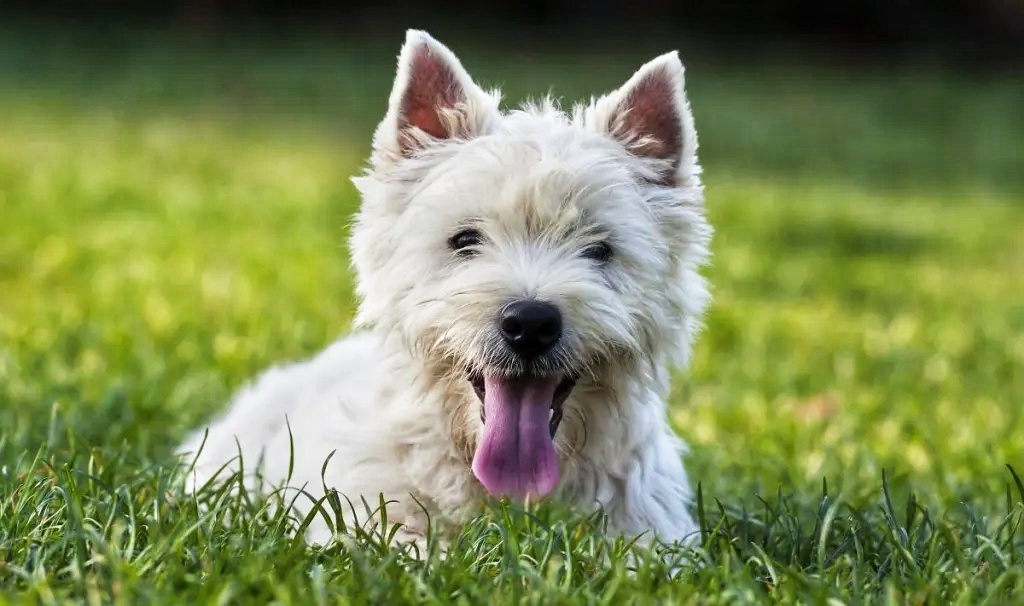West Highland White Terrier