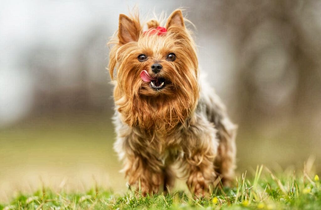 Yorkshire Terrier 001