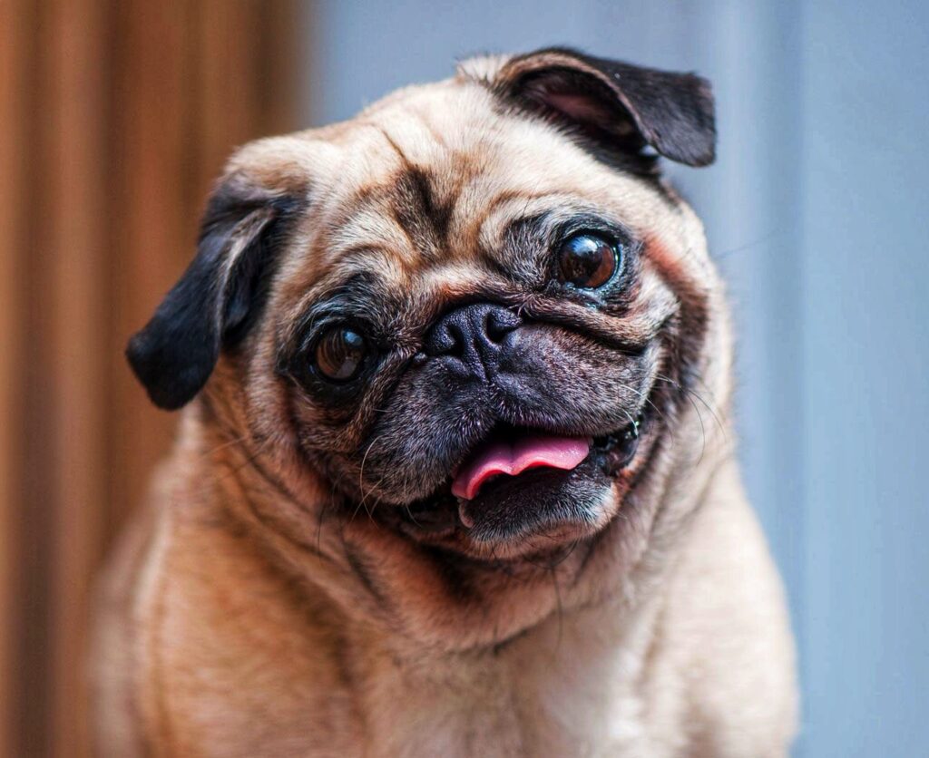 Pug 001