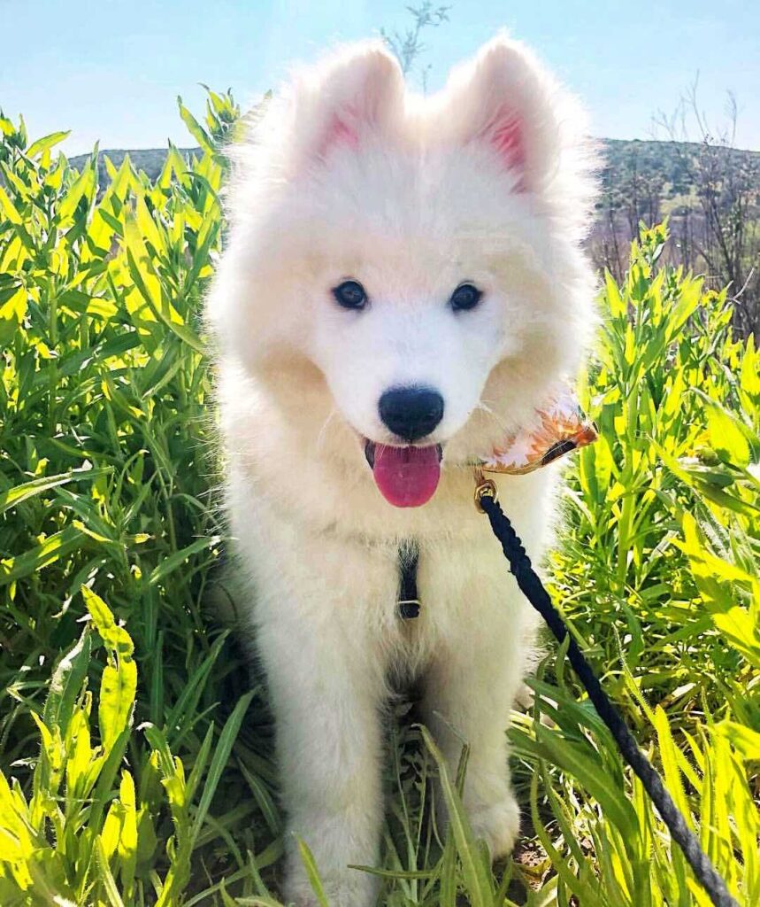 Samoyed 005