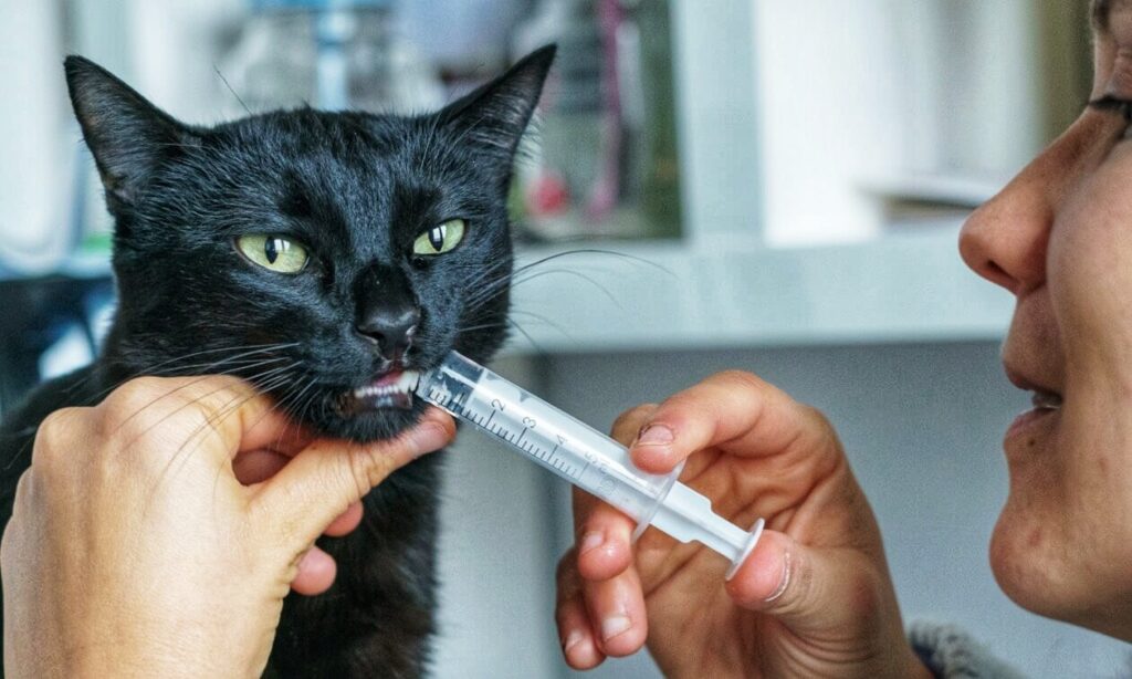 cat medication