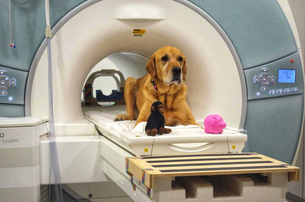 mri dog